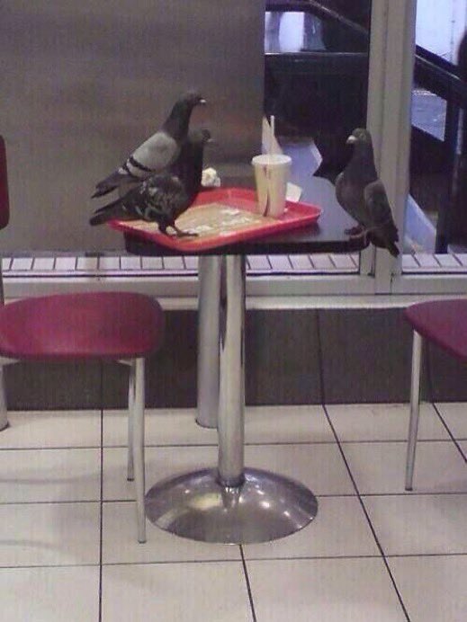 three pigeons on a restaurant table eating from a lunch tray