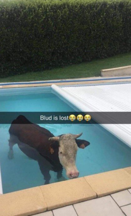 cow in a swimming pool