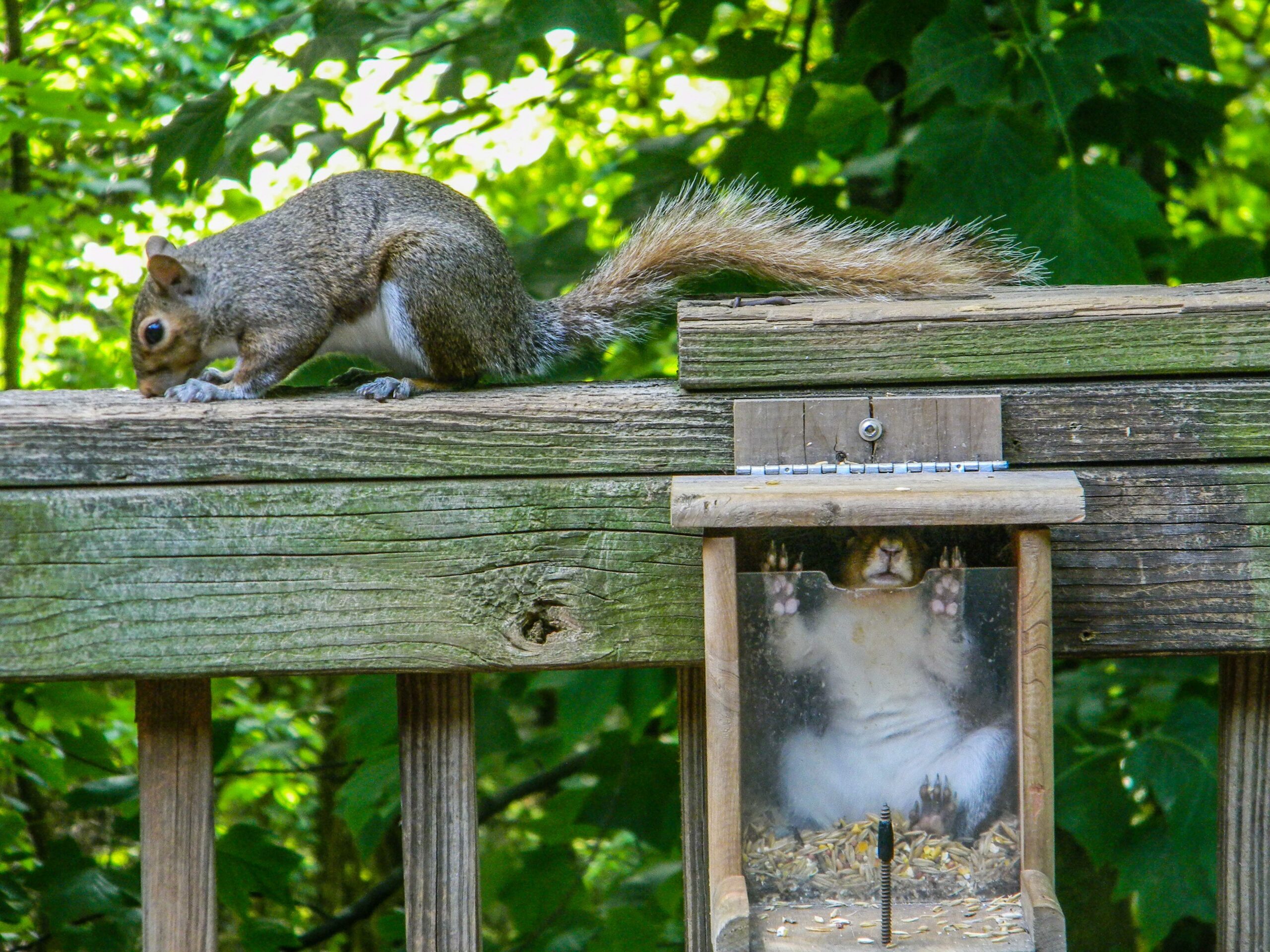 Two squirrels on a porch railing. One is stuck inside a bird feeder and can't get out.