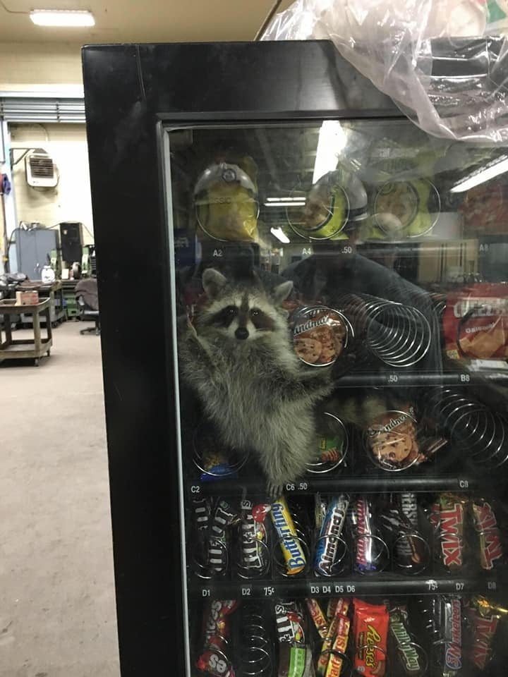 raccoon stuck inside vending machine