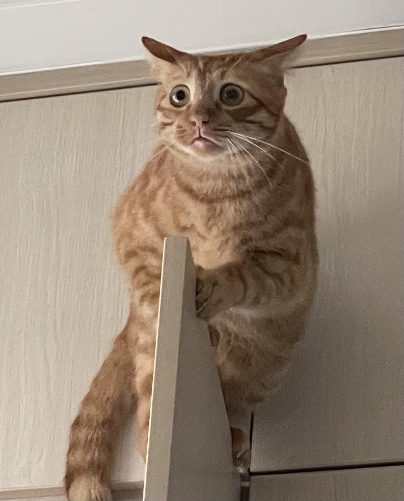 orange cat with startled look on his face because he's stuck on top of door.
