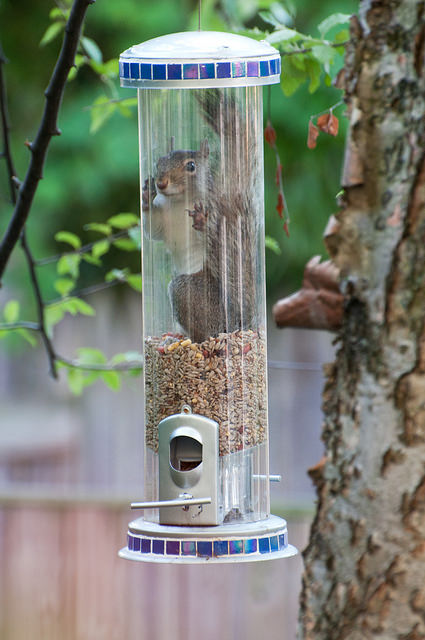 squirrel caught inside bird feeder