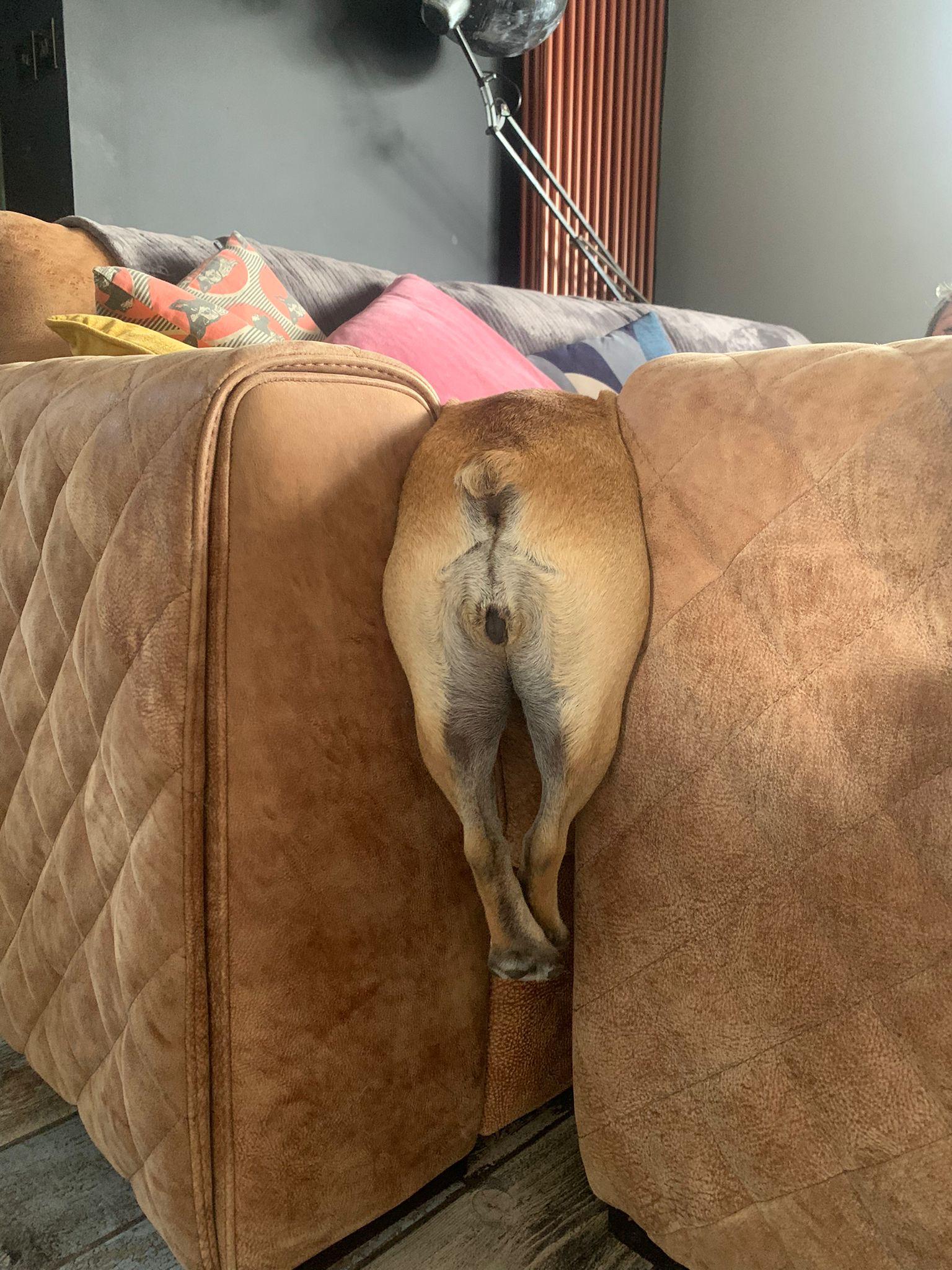 dog stuck in couch so only her rear end is showing