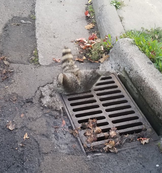 raccoon stuck head-first in street sewer grate.