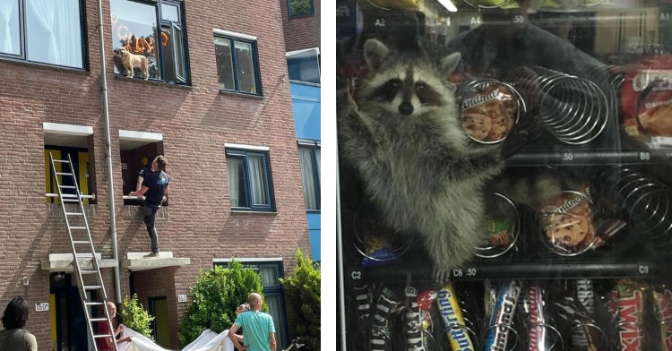 dog stuck on roof gets help from cops, raccoon stuck inside vending machine