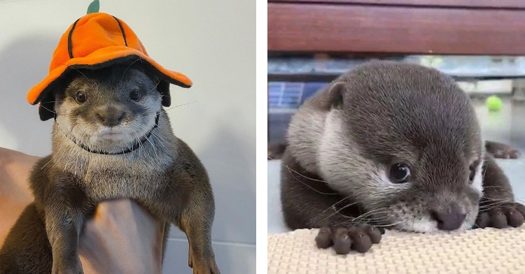 a two-photo collage. on the left there is a photo of otter wearing a hat. on the right there is a photo of a baby otter with puppy eyes.
