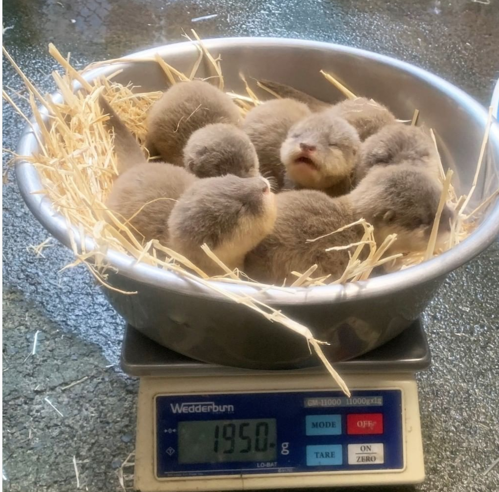 newborn otters at the Auckland zoo on a scale