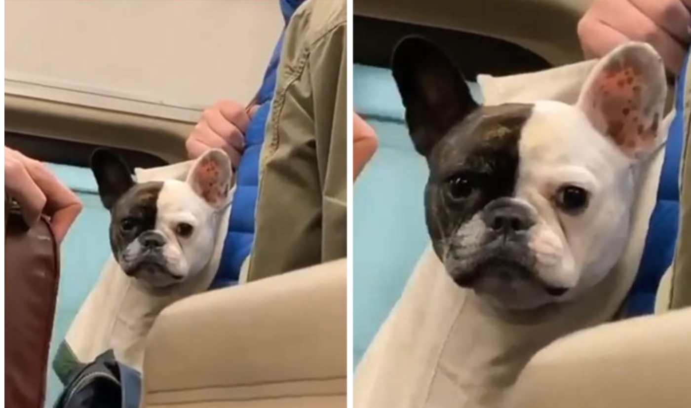 black and white dog staring