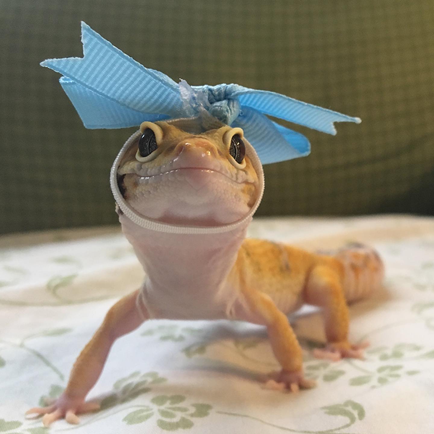 gecko wearing a blue bow around his head and neck