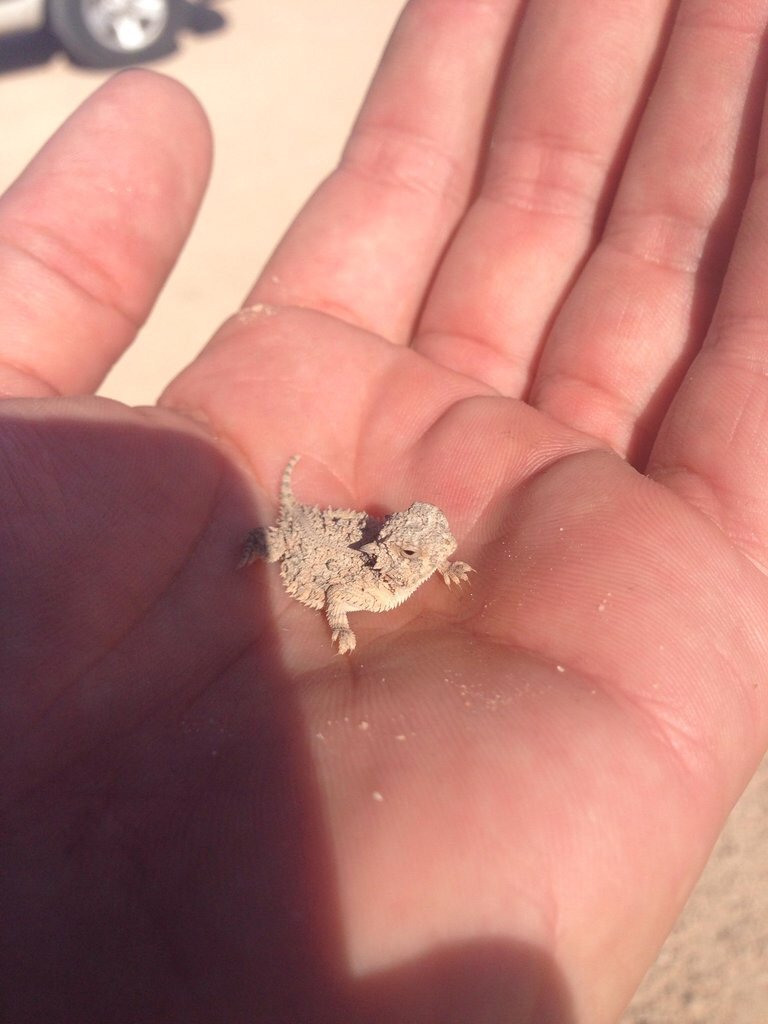 tiny lizard that fits into the palm of a hand