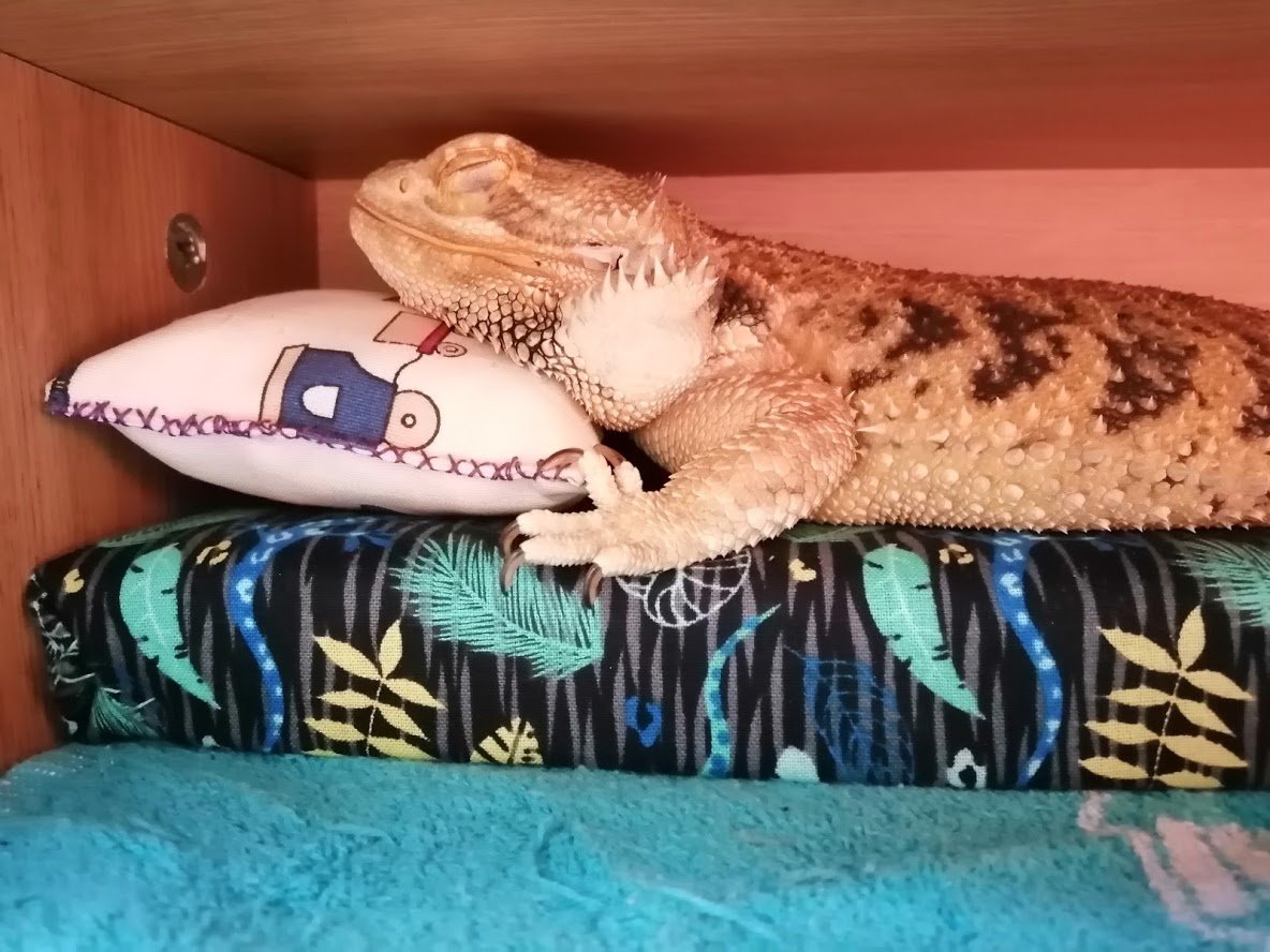bearded dragon sleeping on his own bed with his head on a pillow
