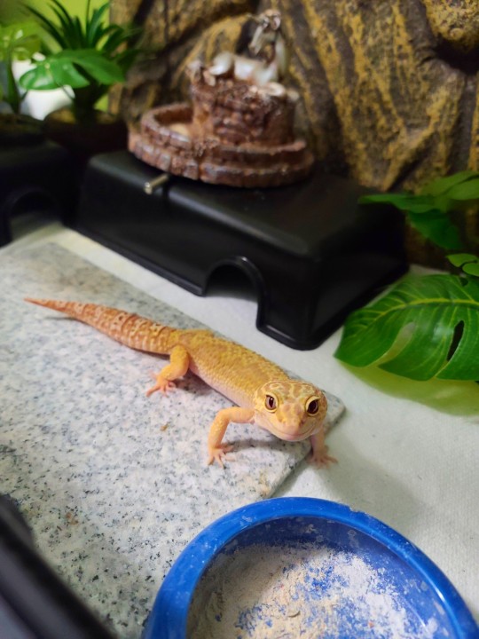 cute yellow lizard staring at owner with puppy dog eyes