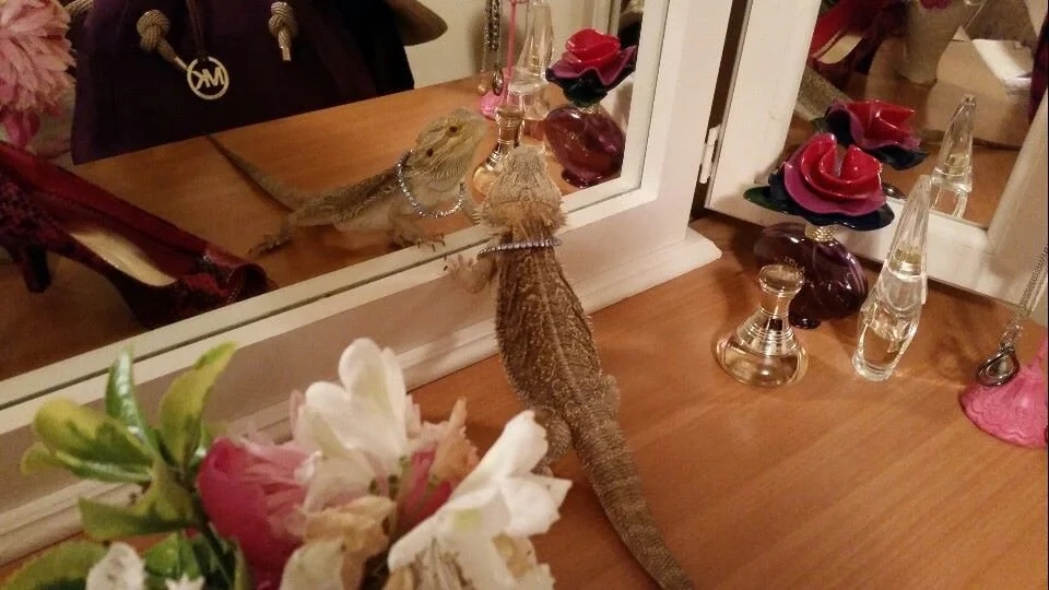 bearded dragon wearing a diamond necklace looking in the mirror