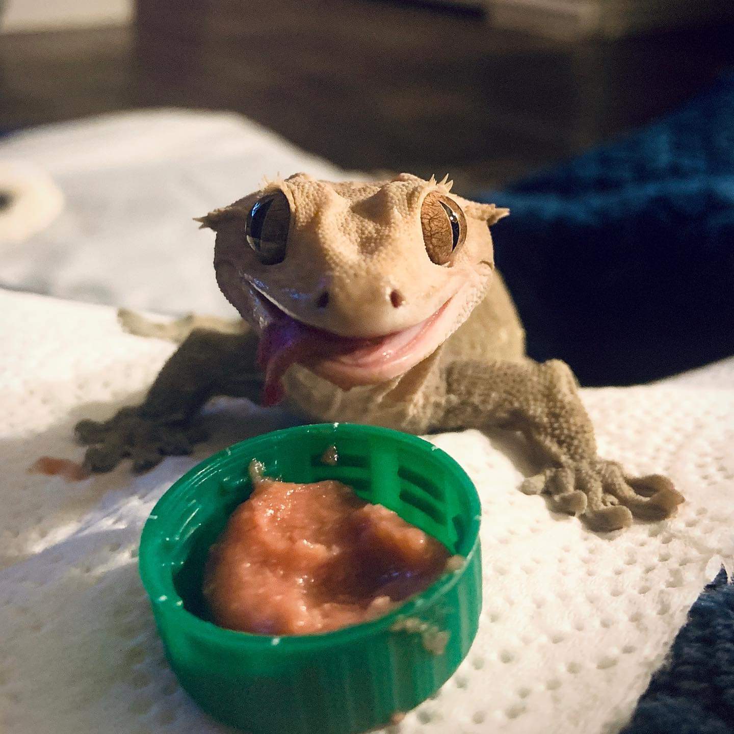 derpy gecko eating watermelon smoothie