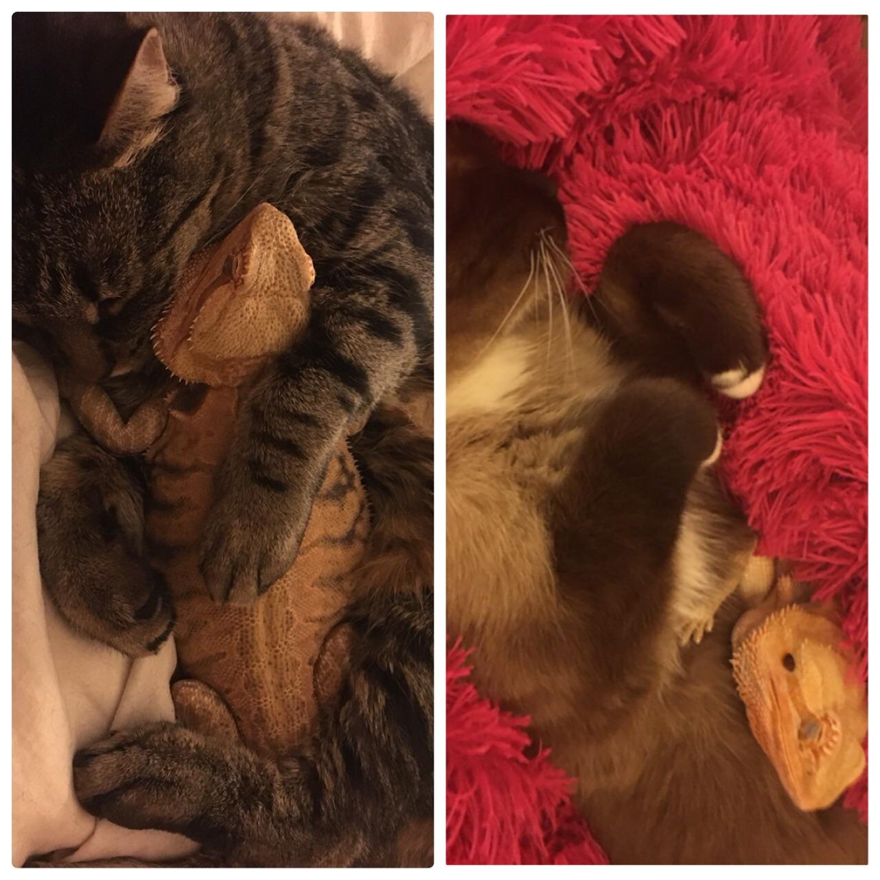 cat cuddling with a bearded dragon
