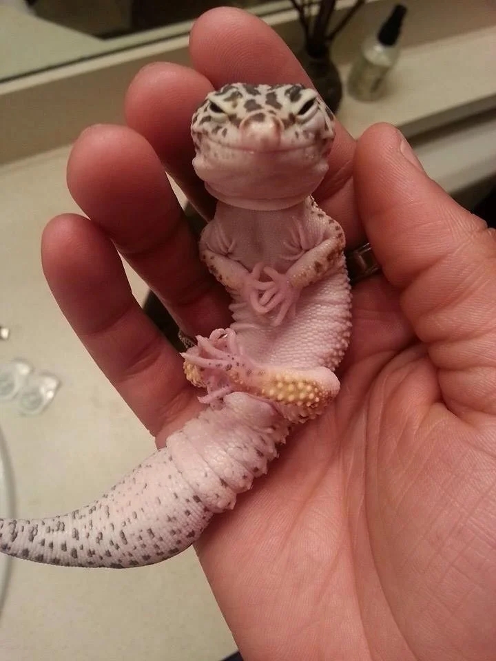 tiny lizard with a scheming look on his face