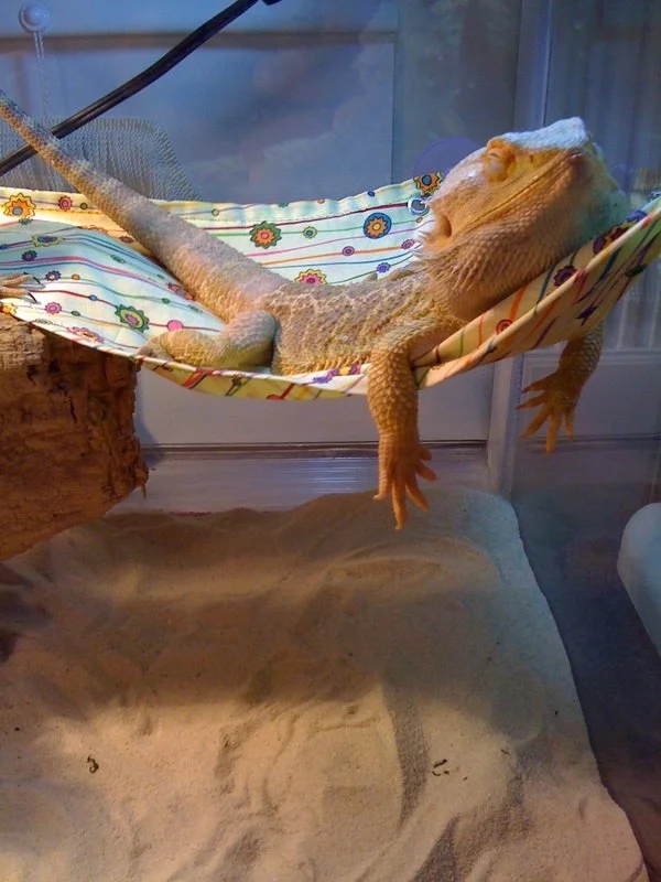 bearded dragon sleeping in a little hammock