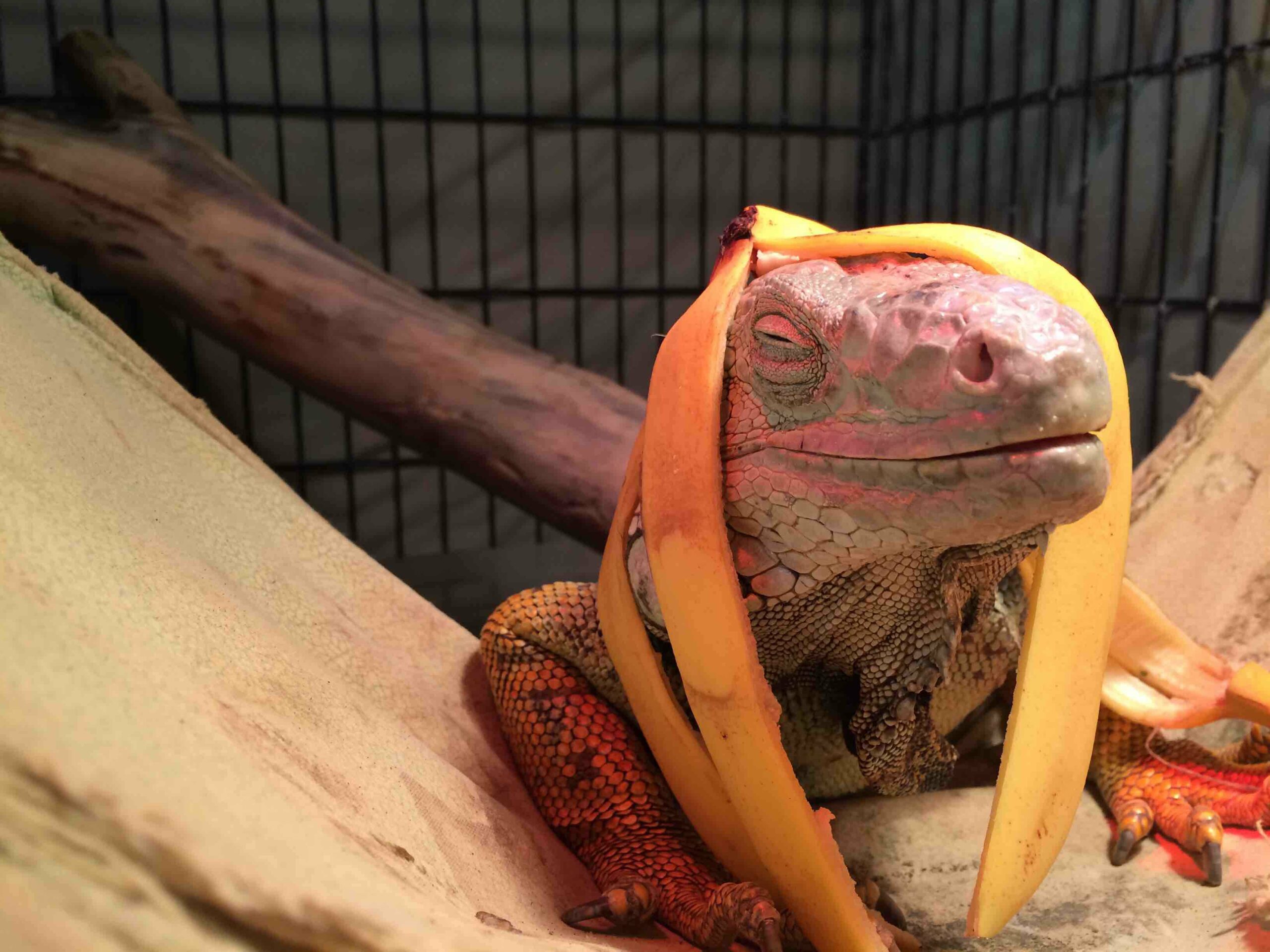 large lizard wearing a banana peel on their head