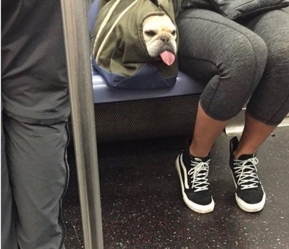 dog inside a bag sticking his tongue out in the subway