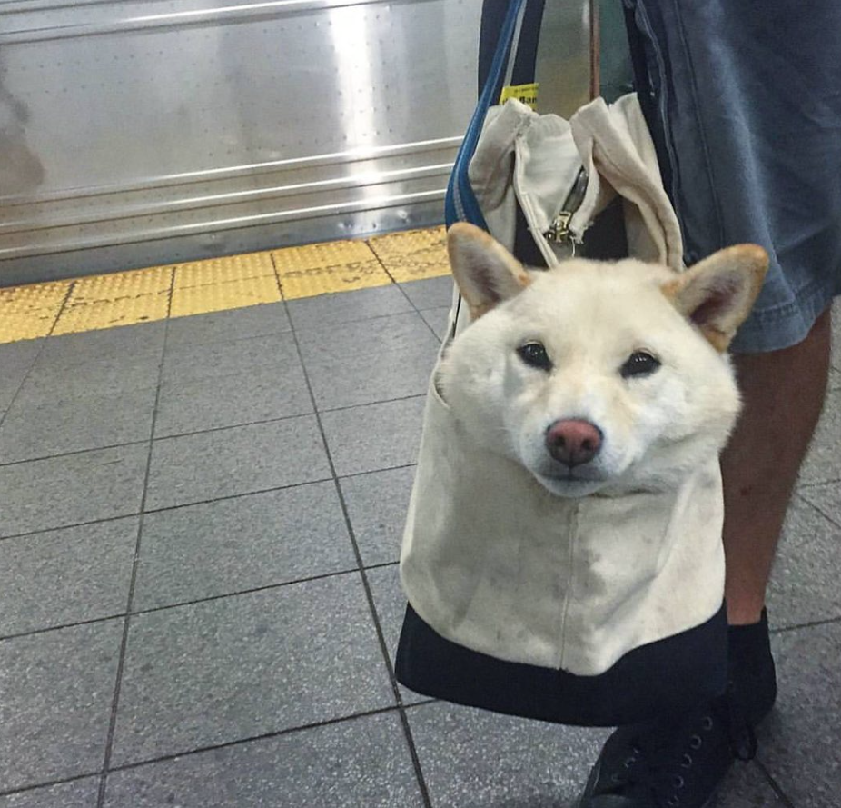white dog in a bag