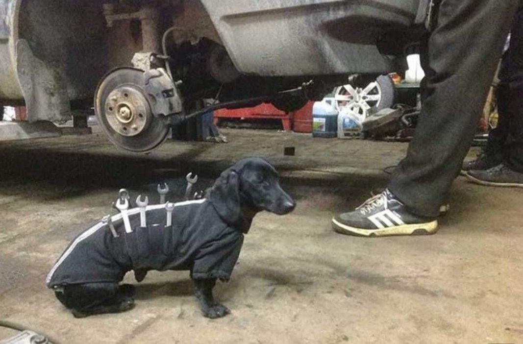 black dachshund wearing a jacket with wrenches sticking out of it while working in autobody shop.