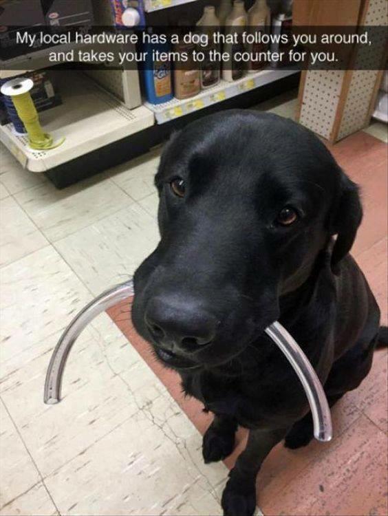 black lab holds plastic tube in his mouth at hardware store.