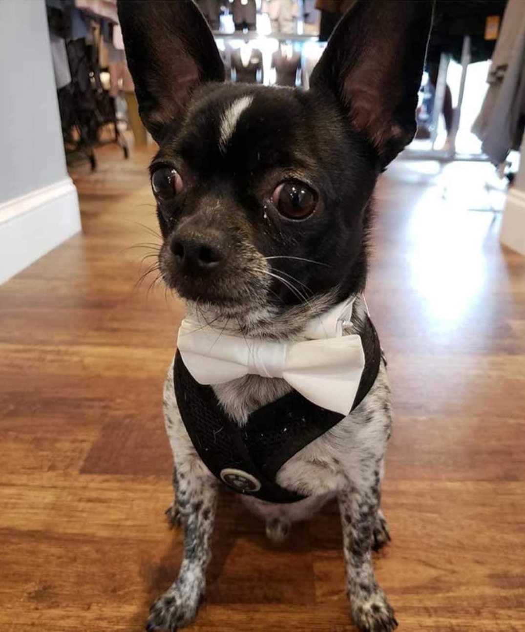black and white small dog wearing a tuxedo