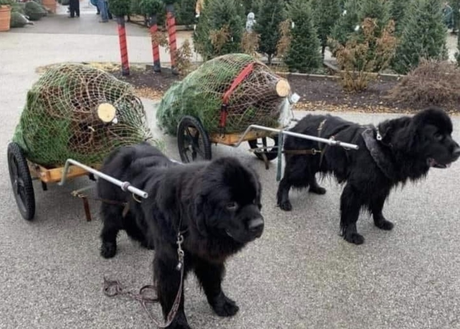 two Newfoundland dogs pulling carts with Christmas trees on them.
