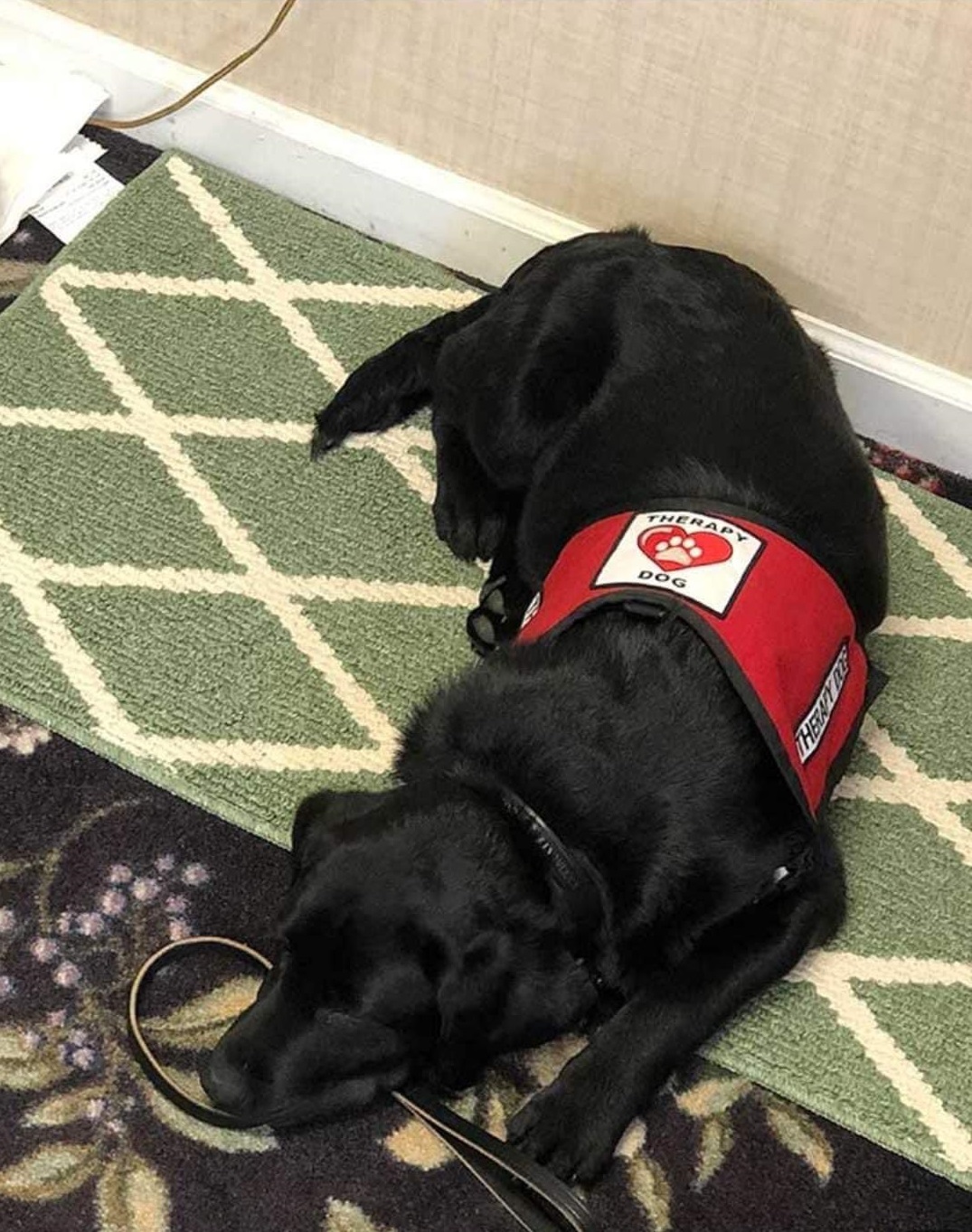 black lab therapy dog wearing vest who comforts grieving people in funeral home.