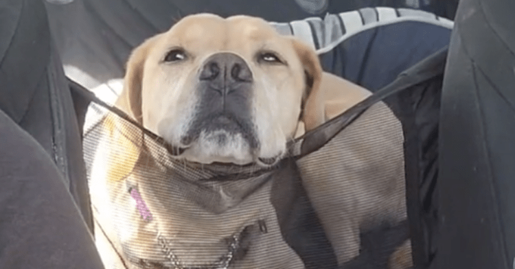 meatball resting his head on a net inside a car