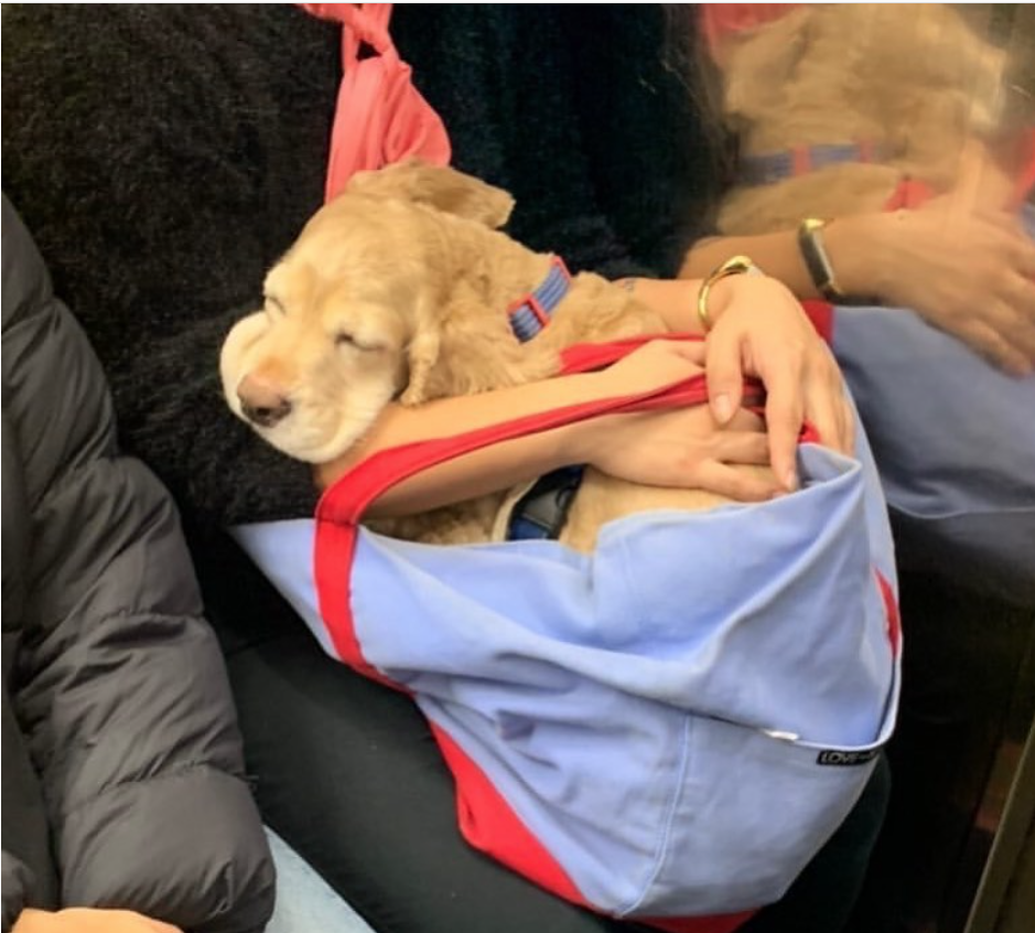 15 Photos Of Dogs In Bags On The NYC Subway InspireMore
