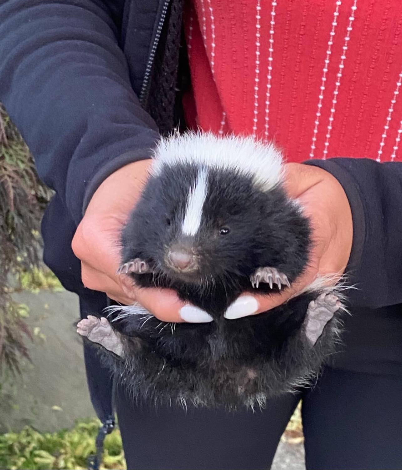 Close up of orphaned baby skunk.