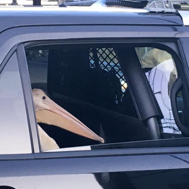 pelican sitting in the back seat of a police car