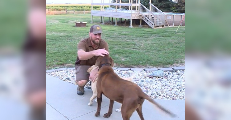 Colin Mitchell smiling as he squats outside and starts to pet Jeff and Rebecca's two dogs. One is a golden color and is smaller than the large, dark brown dog walking up behind him. They're in Jeff and Rebecca's backyard. The pool can be seen from a distance behind them.