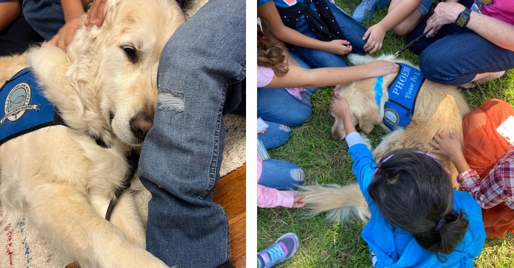 a two-photo collage. the first is a closeup of a golden retriever smiling as they lay on the ground next to someone's leg as they gets pet by students. the second is a top-down view of several students sitting in a circle as they pet the golden retriever laying on the grass in the middle of them all.