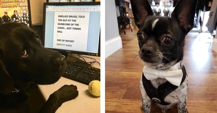 black lab police dog filing funny report on his computer and a small chihuahua wearing a tuxedo