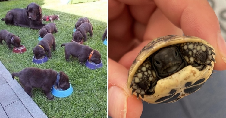 chocolate lab puppies eating and tiny turtle baby