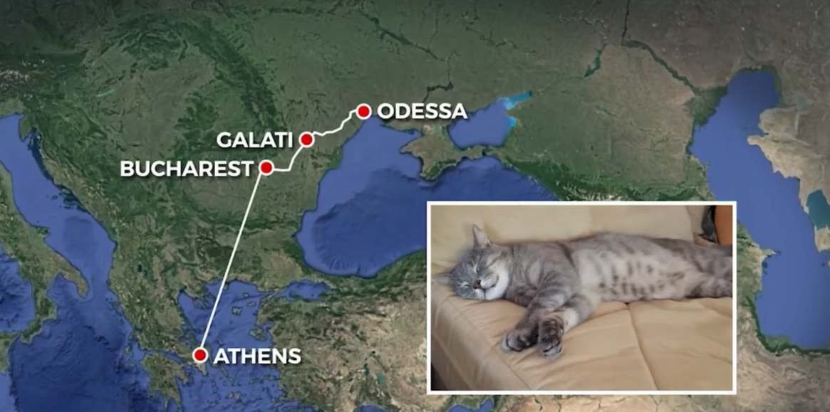 Arsenii the cat's trip across Europe