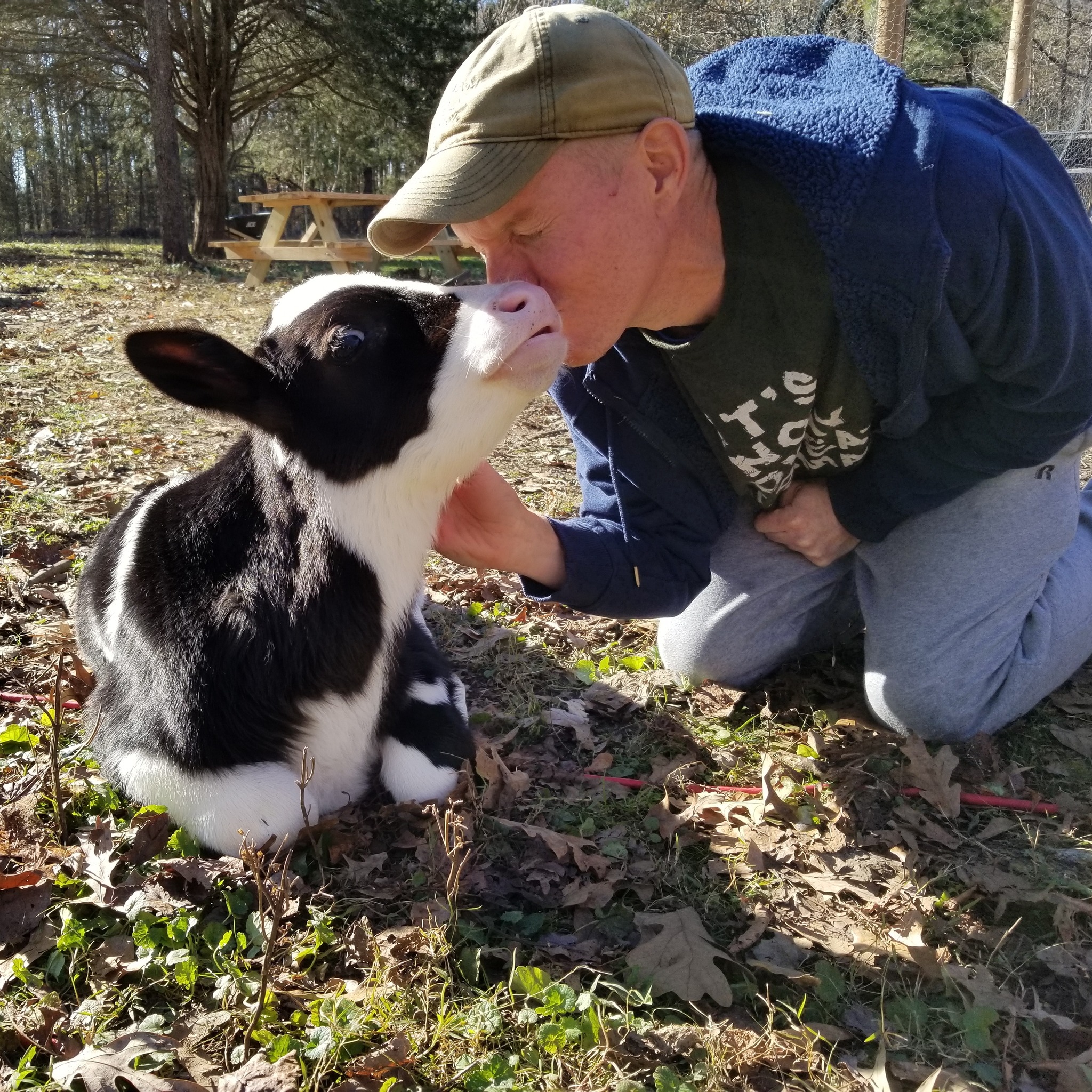 Ryan Phillips kissing baby Jenna the cow