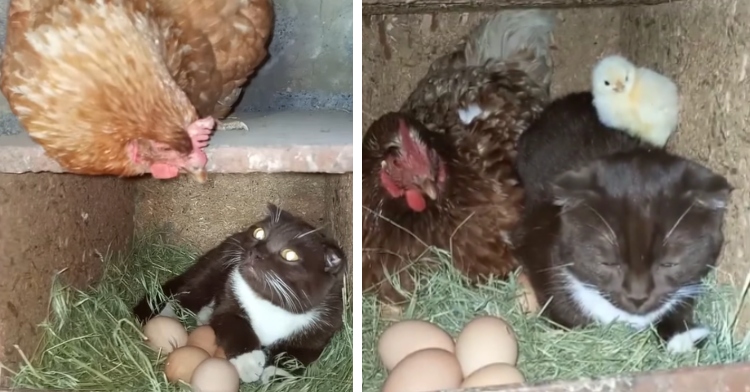 cat and chicken incubate eggs together