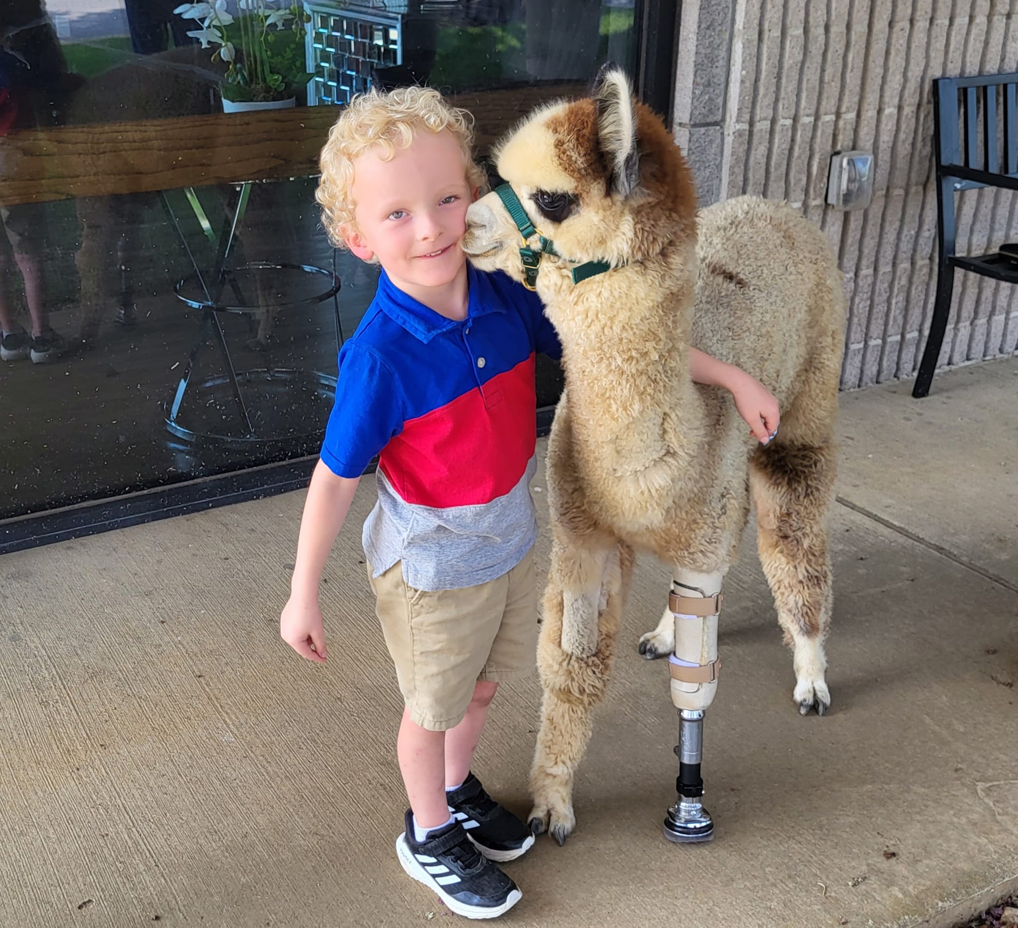 Cisco the alpaca models his new prosthetic limb next to a smiling child.