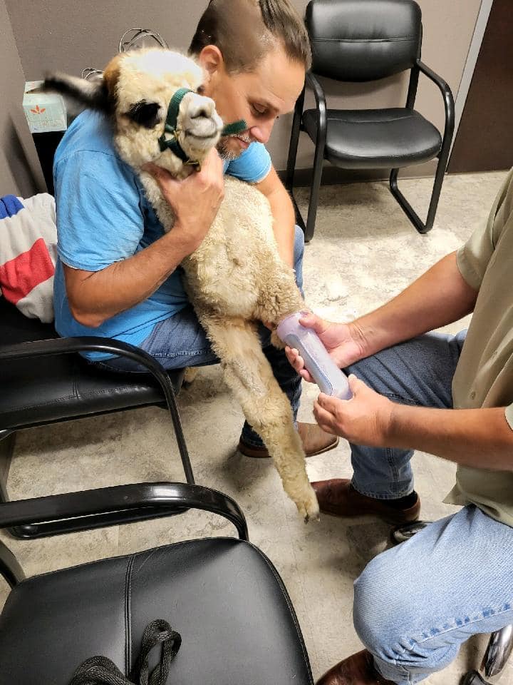 Cisco the alpaca being fitted for his new prosthetic limb.