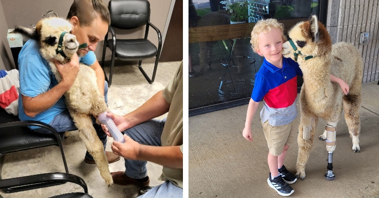 Cinco the alpaca fitted with prosthesis and modeling it with smiling child