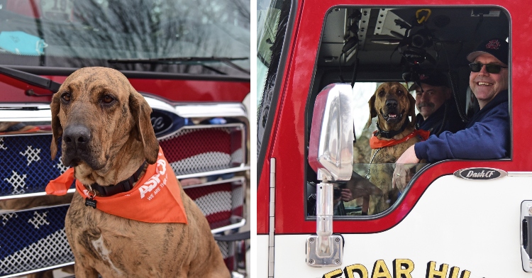 Clementine the dog adopted by Cedar Hill Fire Dept.