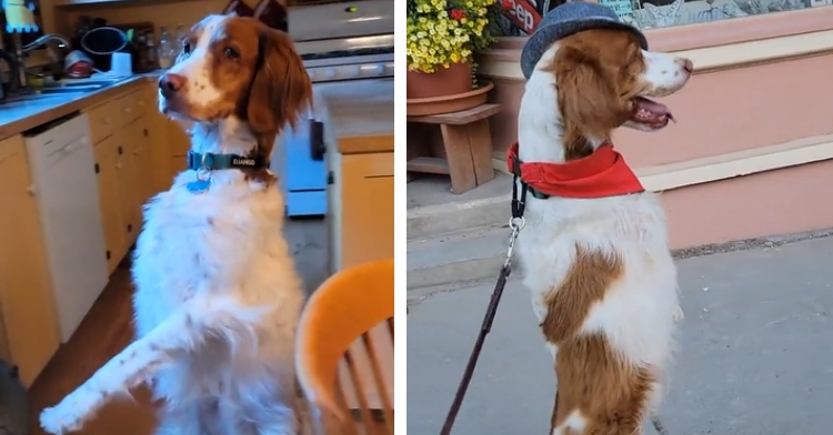 Dexter the dog who walks on 2 legs wearing a jaunty hat