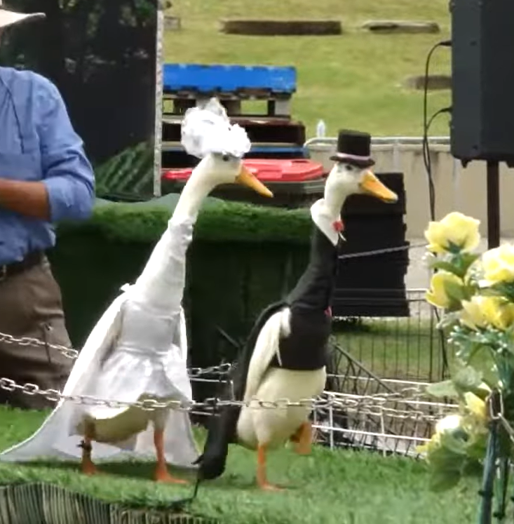 two ducks dressed as a bride and groom.