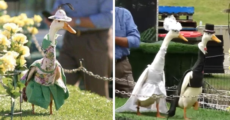 costumed ducks in Sydney Australia's duck fashion parade