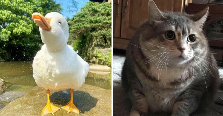 a two-photo collage. on the left there is a picture of a duck. on the right there is a picture of an overweight cat.
