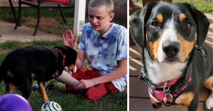 Just Like Me: 3-Legged Dog Gives Hope to Boy With Rare Genetic Disorder ...