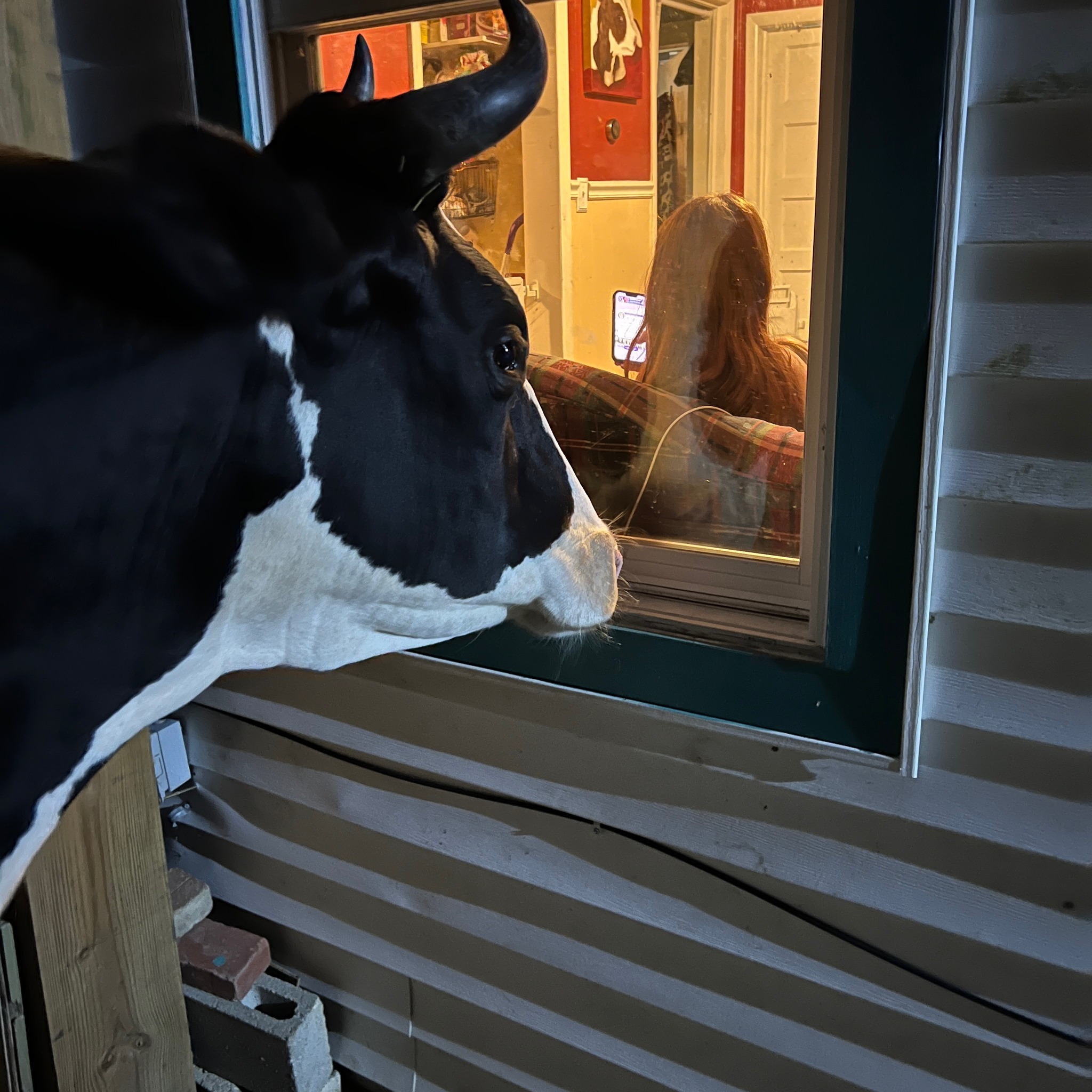 Jenna the cow peeking inside the farmer's window.